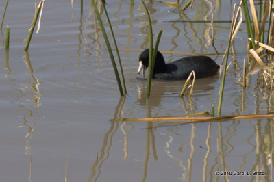 American Coot