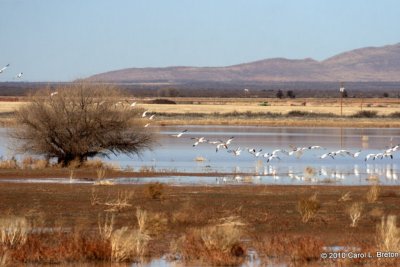 Snow Geese