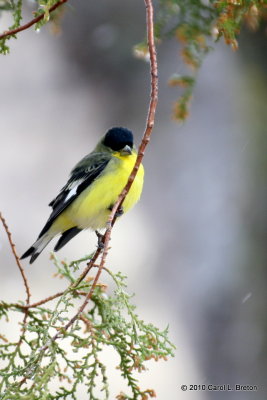 Lesser Goldfinch