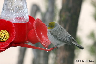 Verdin
