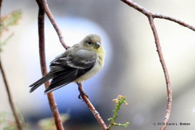 Lesser Goldfinch