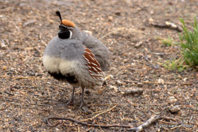 Gambel's Quail