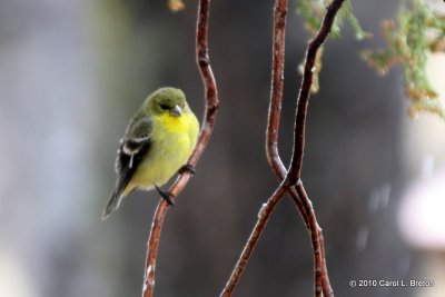 Lesser Goldfinch