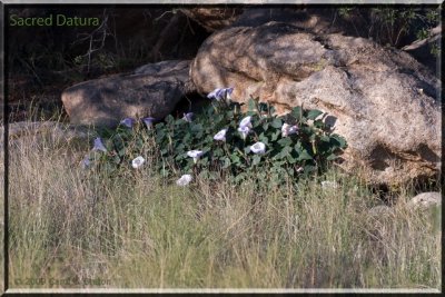 Sacred Datura