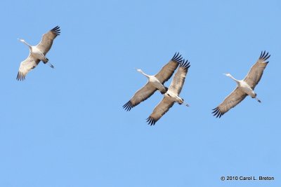 Sandhill Cranes