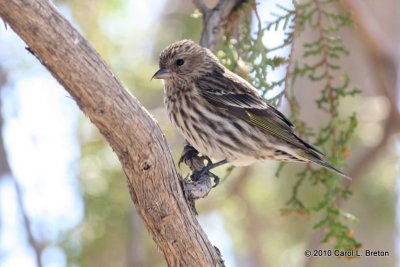Pine Siskin