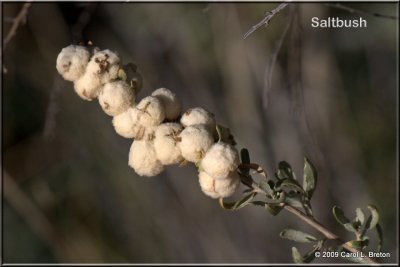 Saltbush