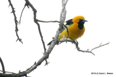 Hooded Oriole