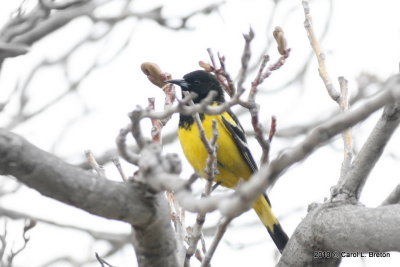 Scott's Oriole