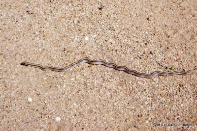 Linked  Western Patch-nosed Snake