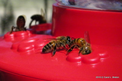 Honey Bees Love The Nectar