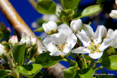 Spring, Beautiful Spring