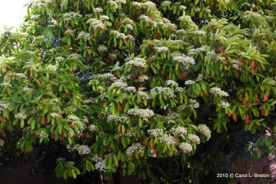 Christmas Berry Tree