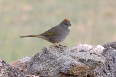 Linked Green-tailed Towhee