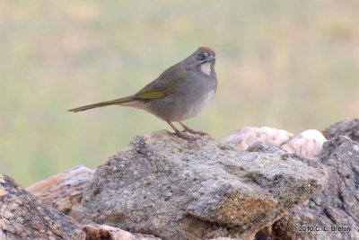 Green-tailed Towhee