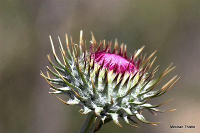 Mexican Thistle