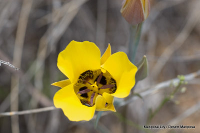 Mariposa Lily / Desert Mariposa
