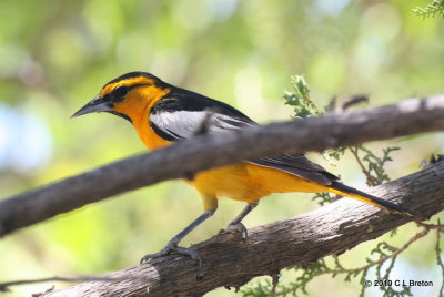 Bullock's Oriole