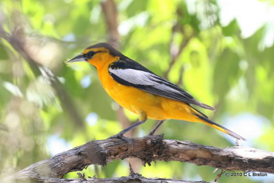 Bullock's Oriole