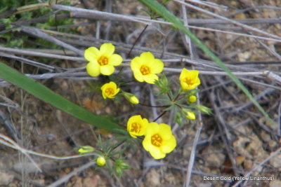 Desert Gold (Yellow Linanthus)