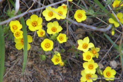 Desert Gold (Yellow Linanthus)
