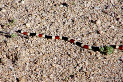 Sonoran Coralsnake 2 of 3