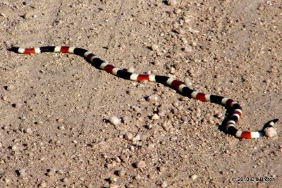 Sonoran Coralsnake