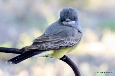 Kingbird