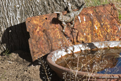 Spiny Lizard Comes In For A Drink 1 of 3