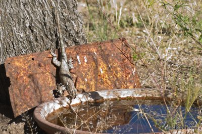 Spiny Lizard Comes In For A Drink 2 of 3