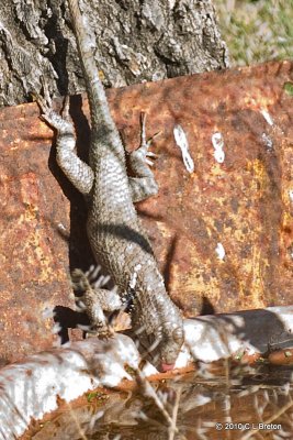 Spiny Lizard Comes In For A Drink