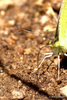 Up Close to A Butterfly