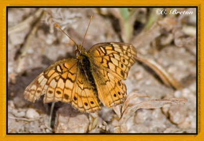 Variegated Fritillary
