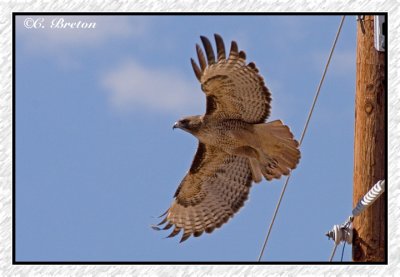002 Red-tailed Hawk