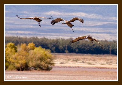 005 Sandhill Cranes