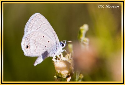 Ceraunus Blue