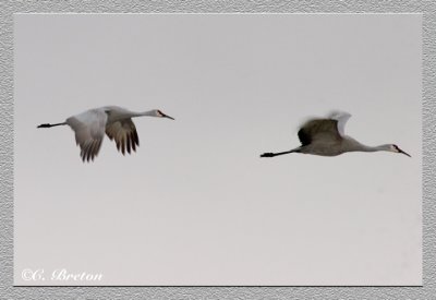 Sandhill Cranes