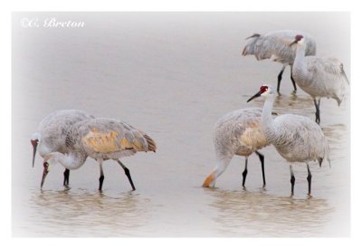Sandhill Cranes