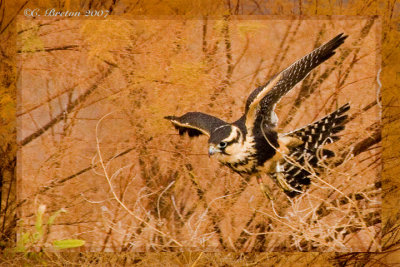 Aplomado Falcon