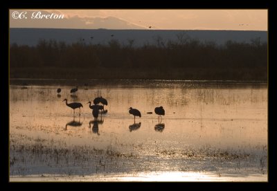 Early Morning Cranes