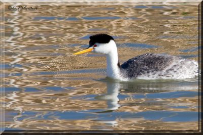 Clark's Grebe