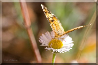 Checkerspot or Metalmark