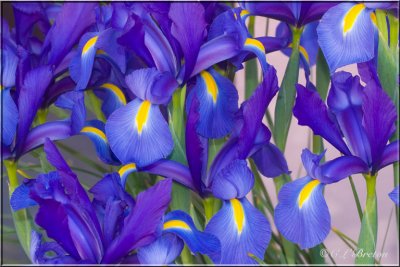 Irises