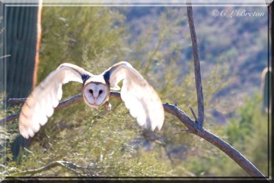 Barn Owl Flight