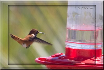 Pure Rufous