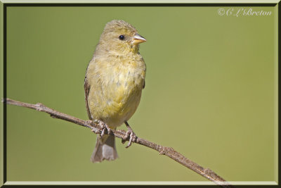 Goldfinch