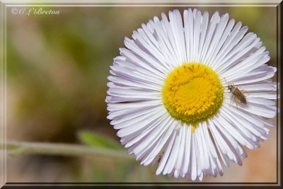Texas Canyon Wildflower