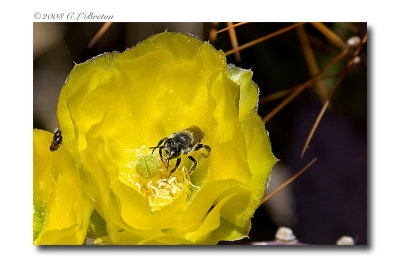 Bee in Prickly Pear Flower