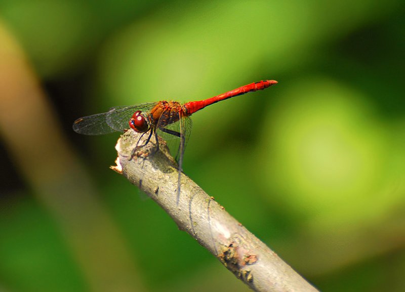 Red Dragonfly