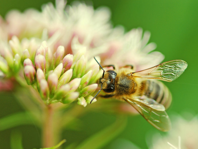 Working Bee